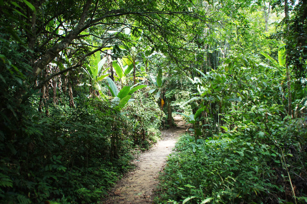 Dschungel in Nordthailand bei Chiang Mai